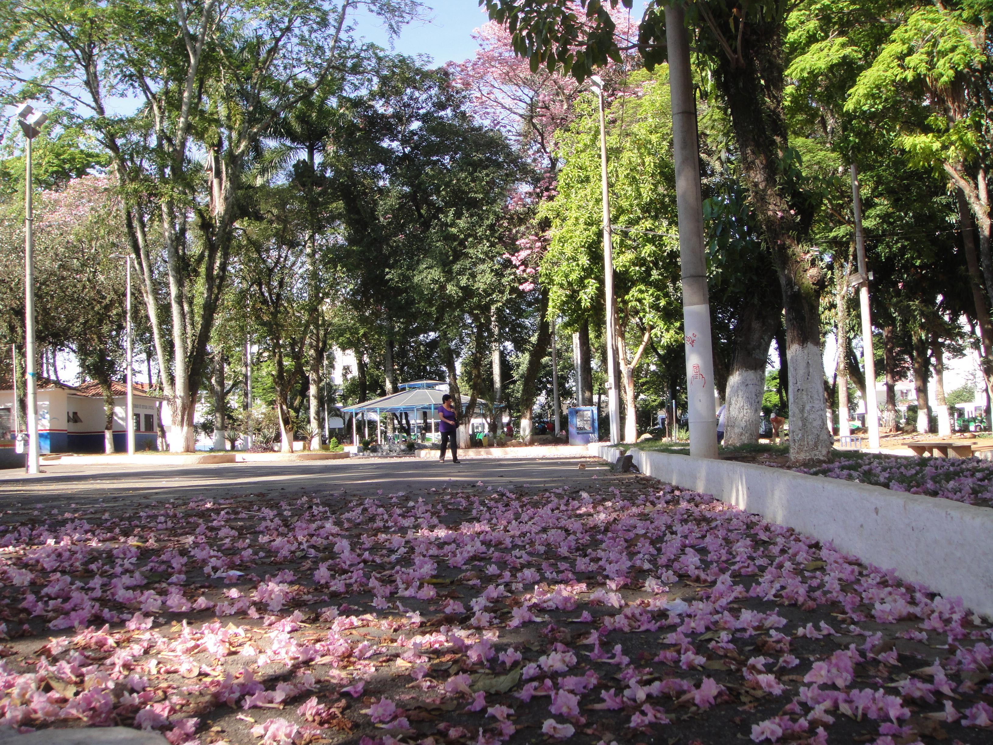 A velha praça João Pinheiro com seu tapete de flores de Ipê rosa... Foi aqui que 'seu' Joaquim viu a dupla Simplório & Finório pela ultima vez!